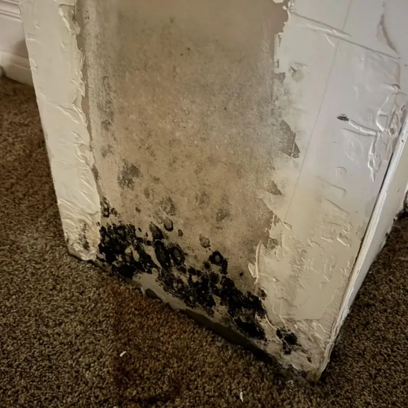 Professional Mold Removal in Fitchburg, WI